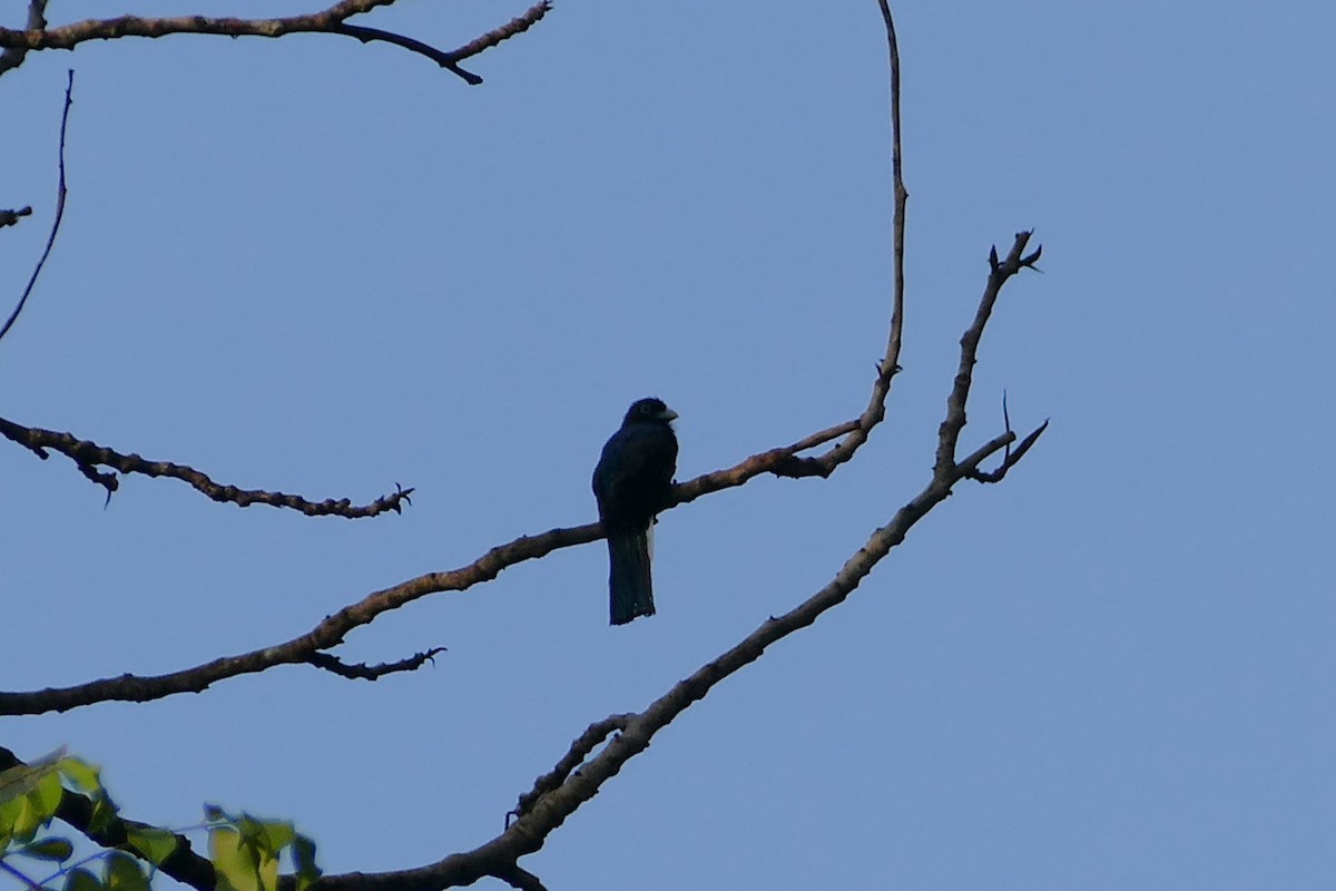 Green-backed Trogon - ML645698202