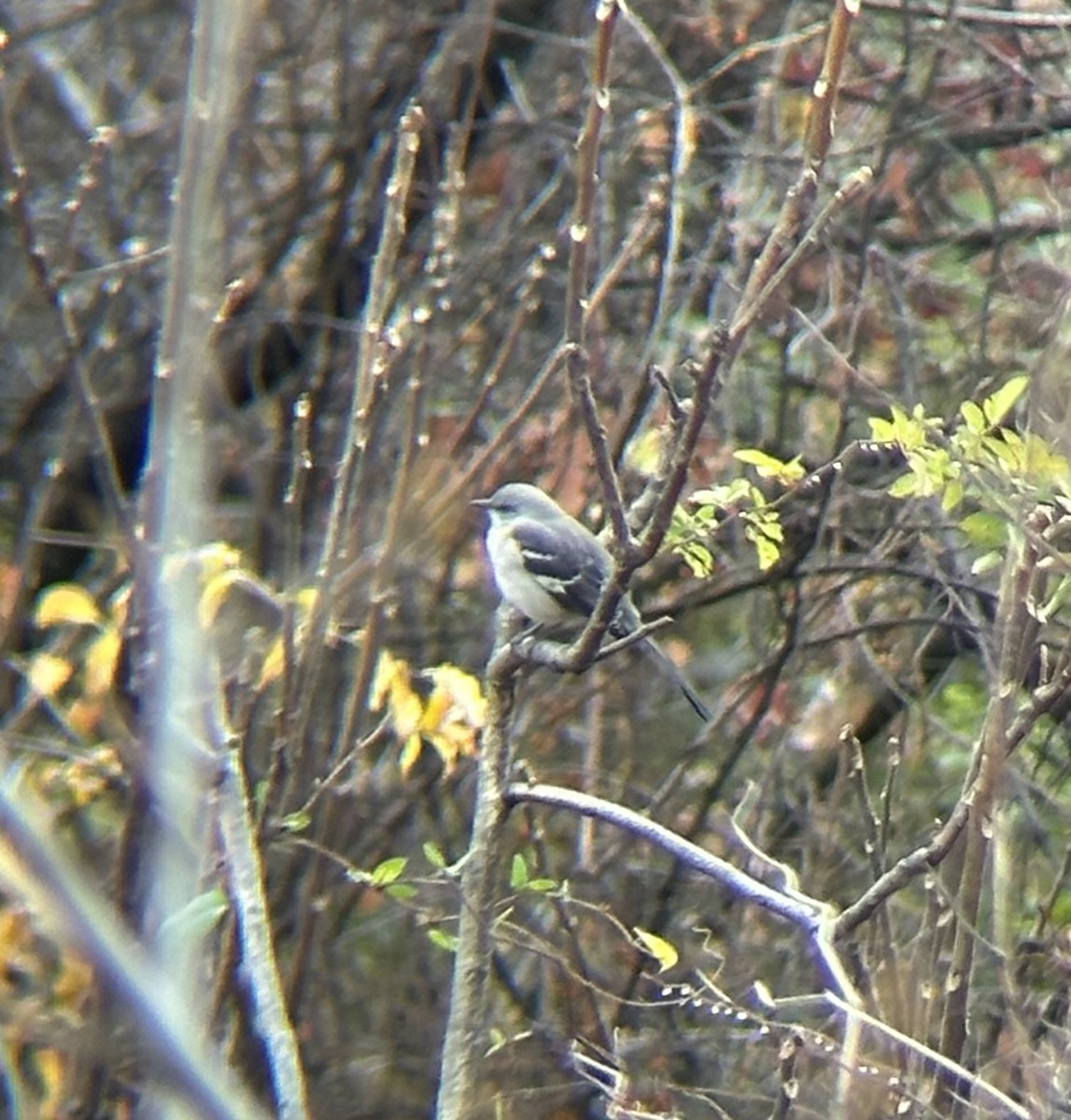 Northern Mockingbird - ML645698212