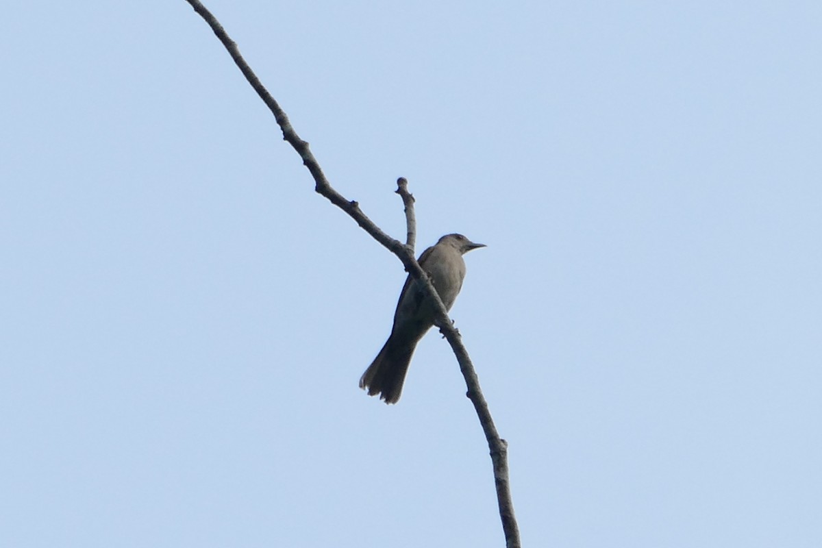 Fahlbrustdrossel - ML645698218