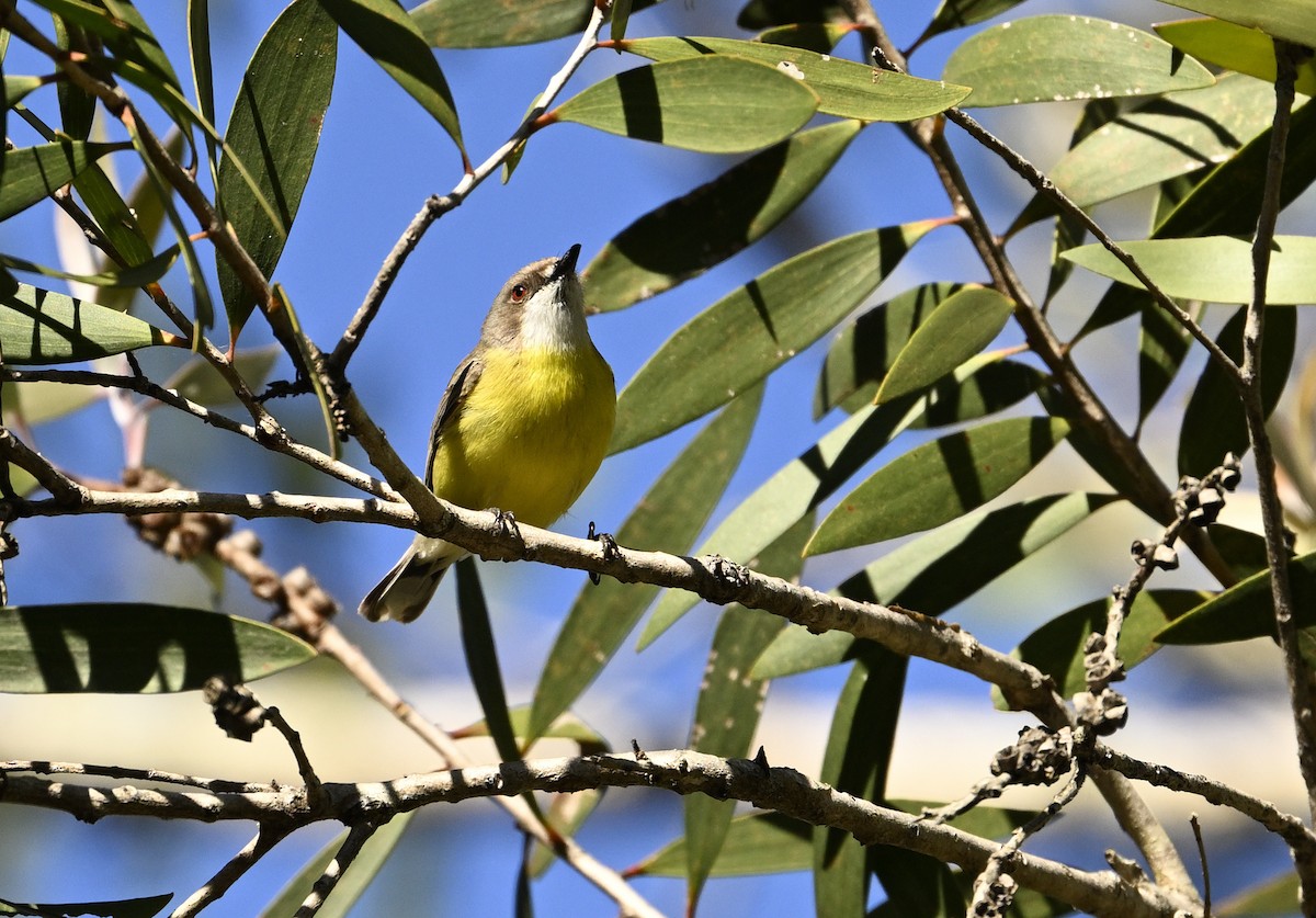 White-throated Gerygone - ML645698227