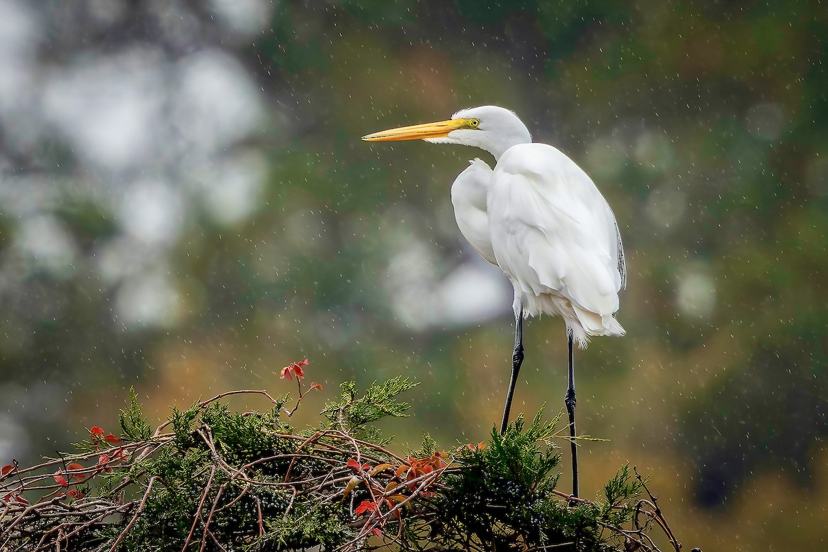 Garceta Grande - ML645698237