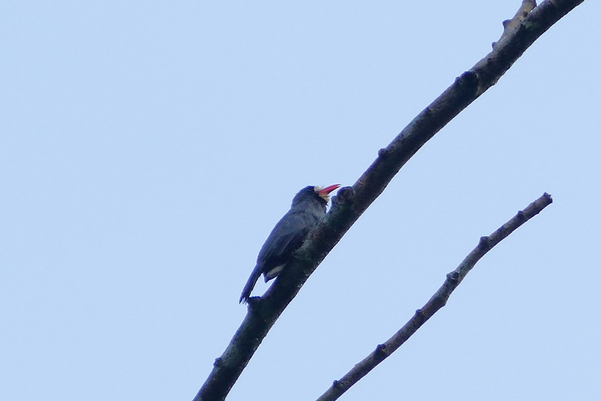 White-fronted Nunbird - ML645698238