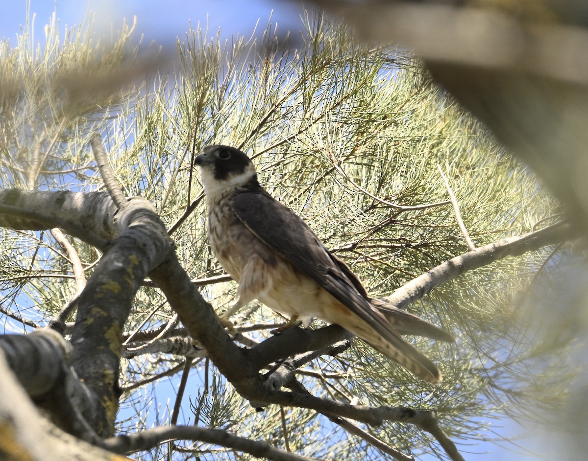 Australian Hobby - ML645698241