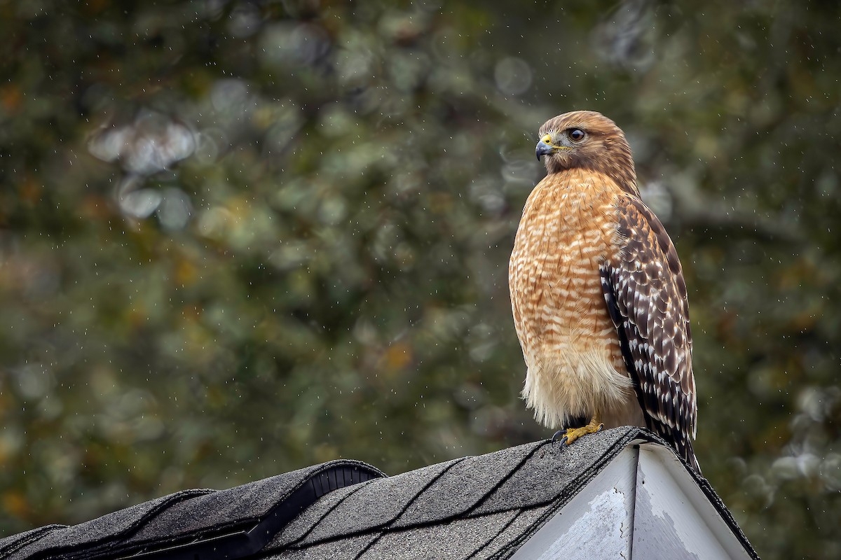 Red-shouldered Hawk - ML645698242