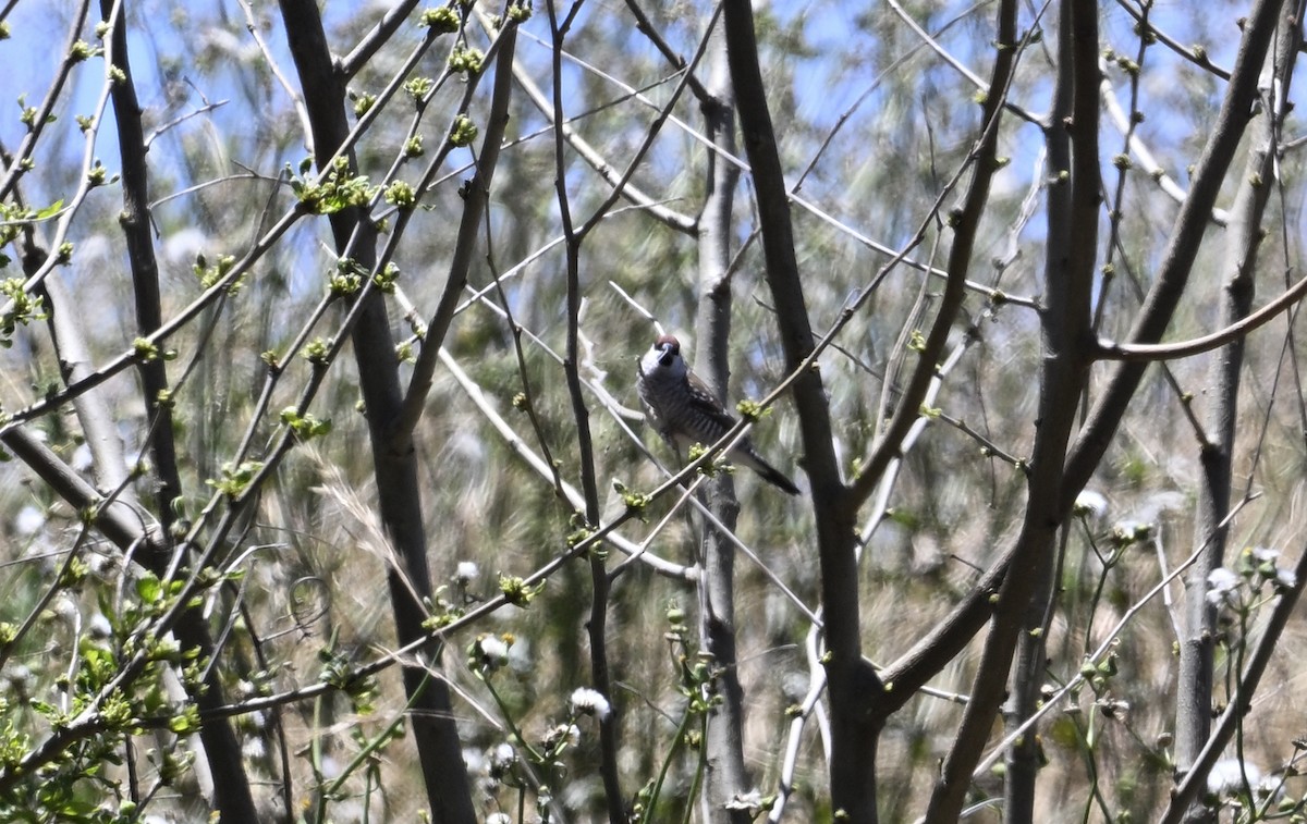 Plum-headed Finch - ML645698243