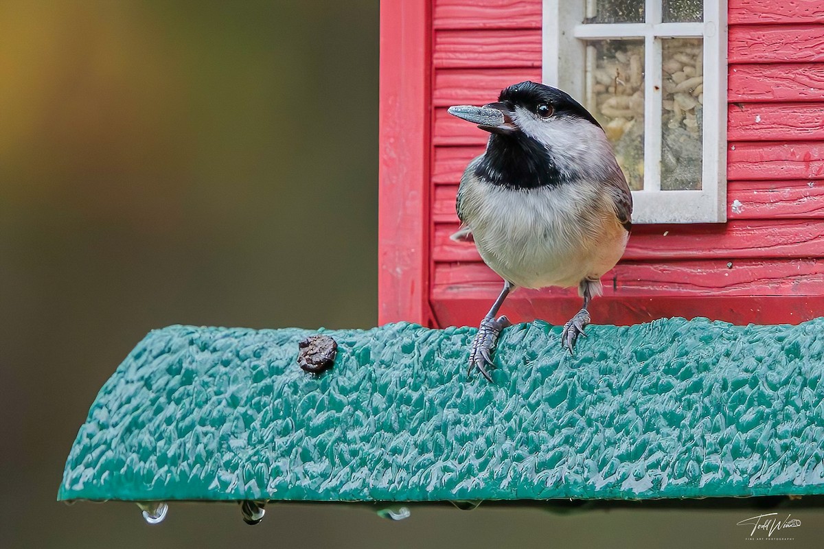Carolina Chickadee - ML645698250