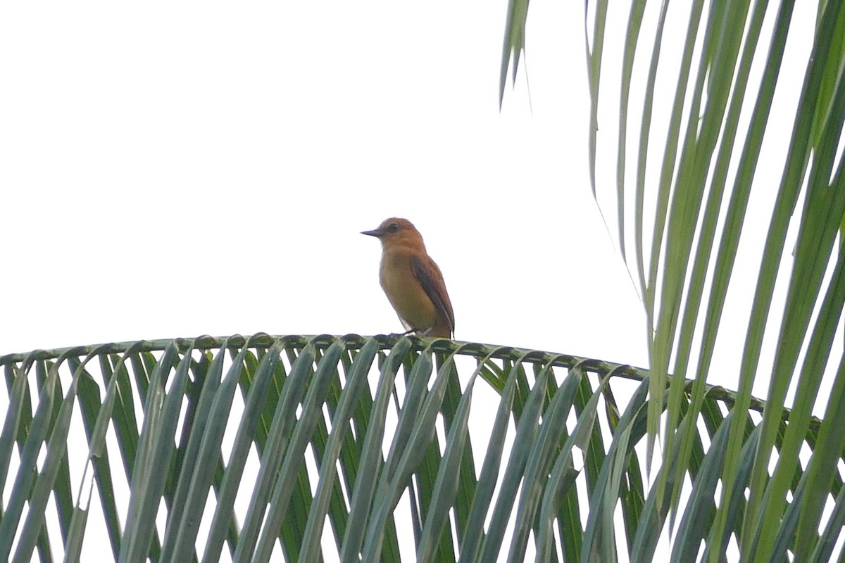 Cinnamon Attila - ML645698253