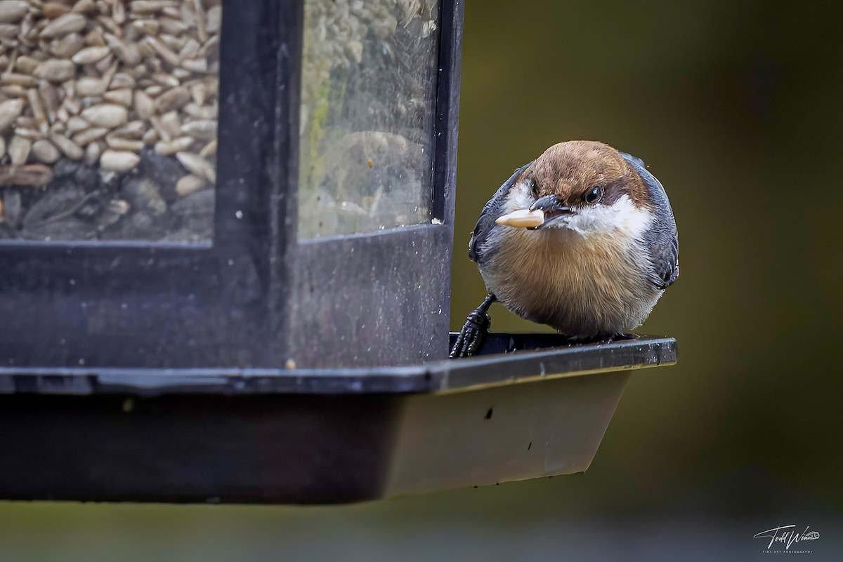 Brown-headed Nuthatch - ML645698255