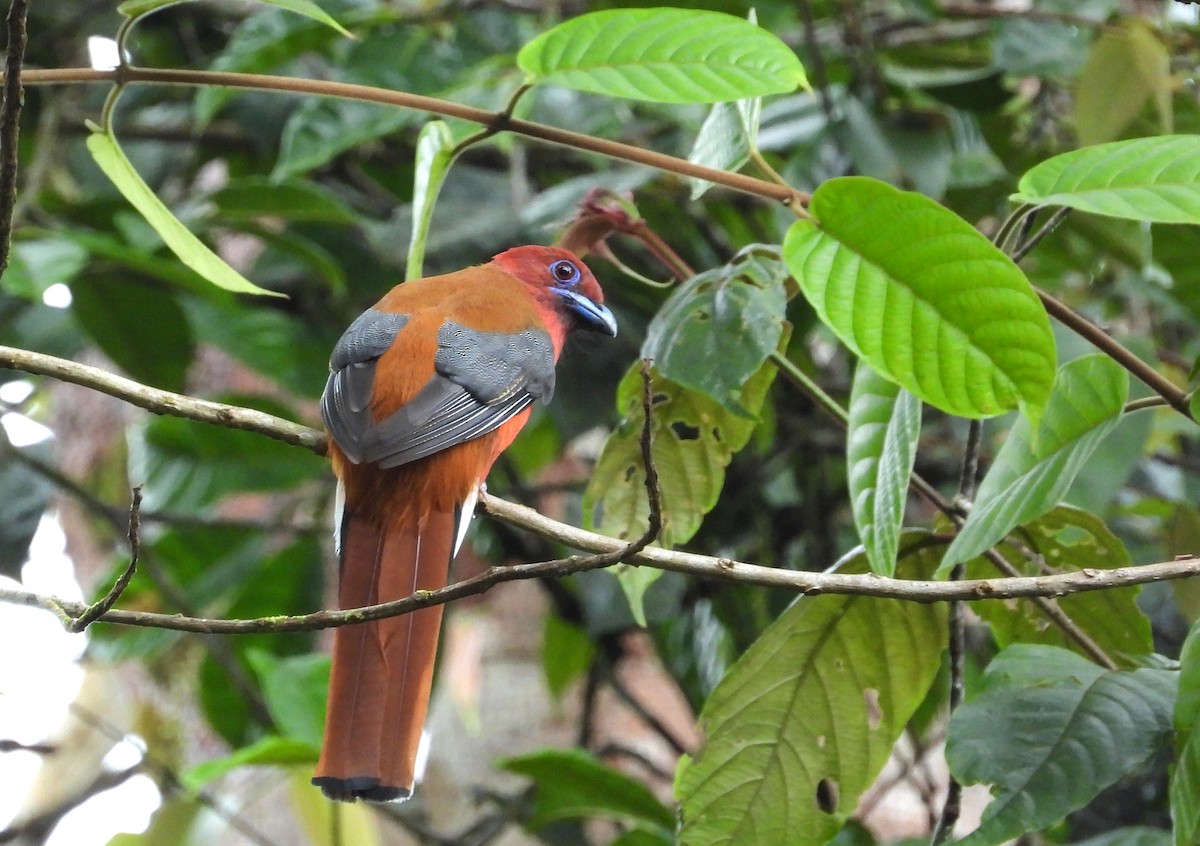 Трогон червоноголовий - ML645698258