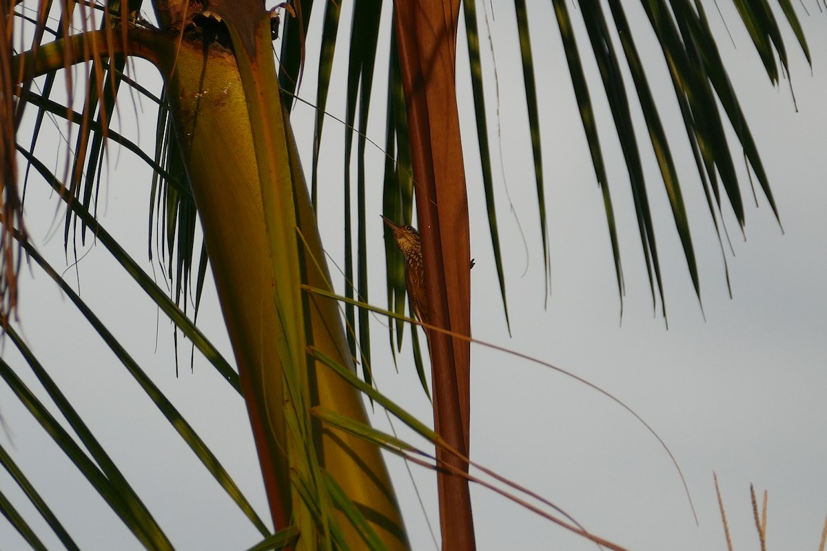 Straight-billed Woodcreeper - ML645698259