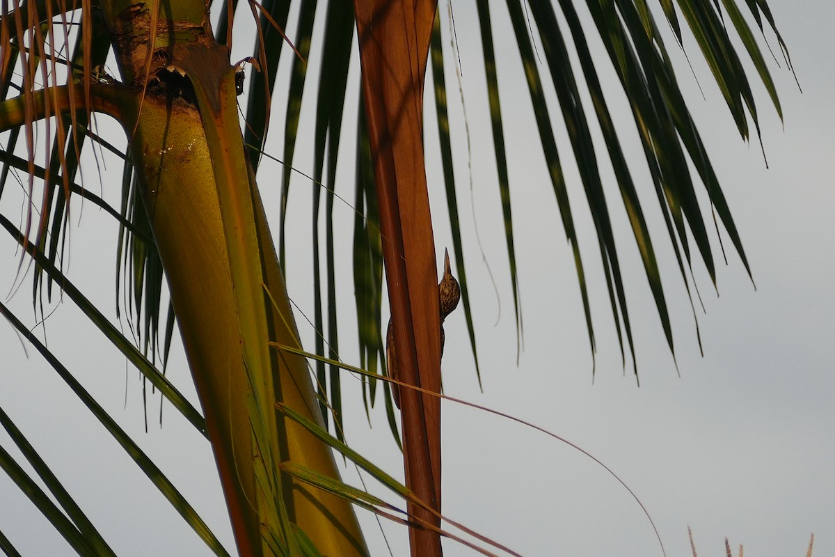 Straight-billed Woodcreeper - ML645698260