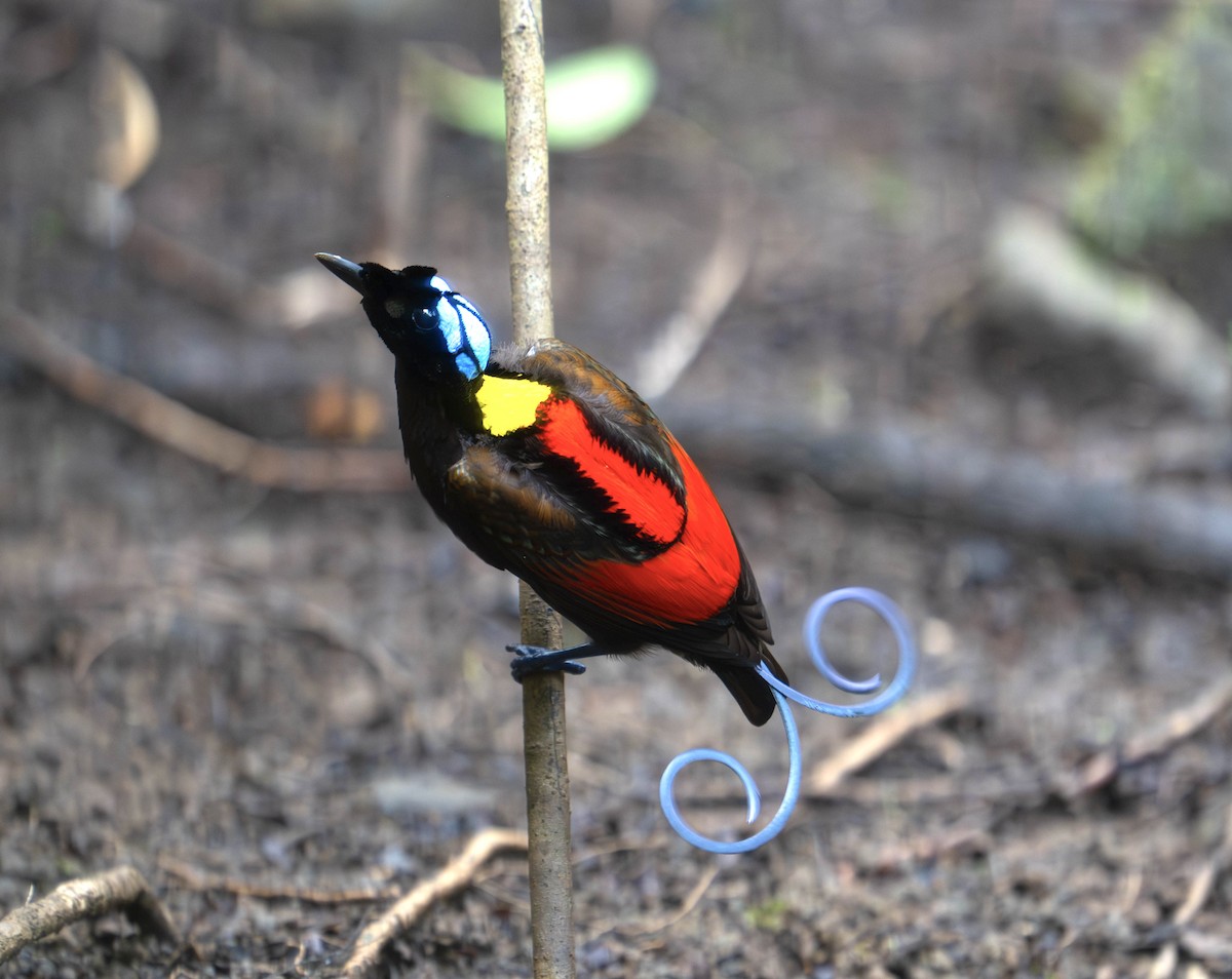 Wilson's Bird-of-Paradise - ML645698261