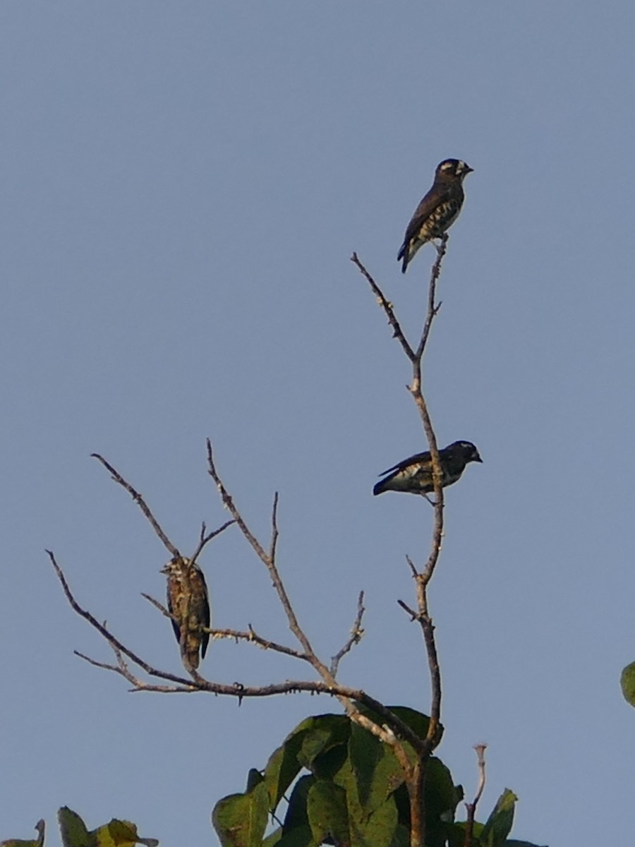 White-browed Purpletuft - ML645698264