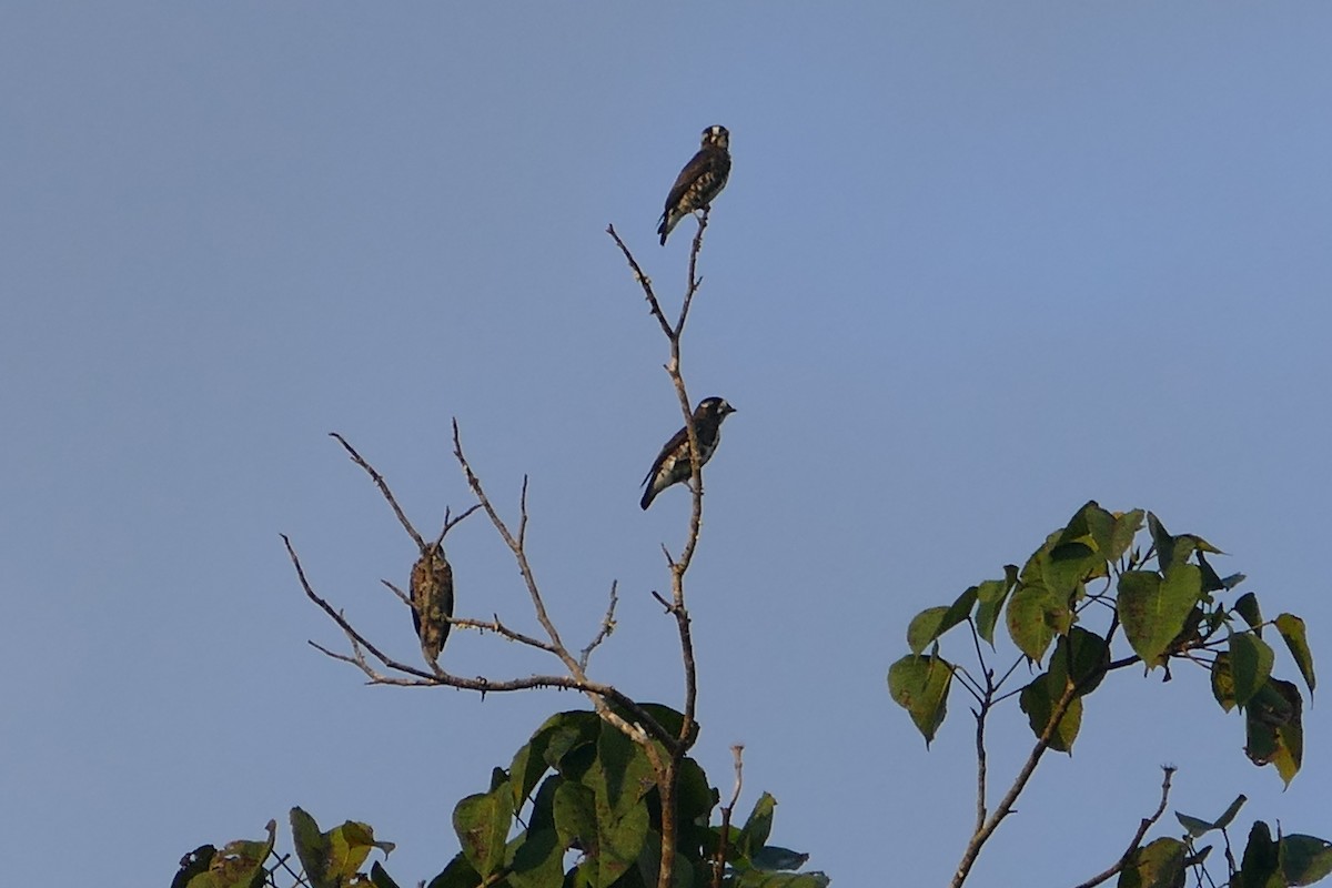 White-browed Purpletuft - ML645698265