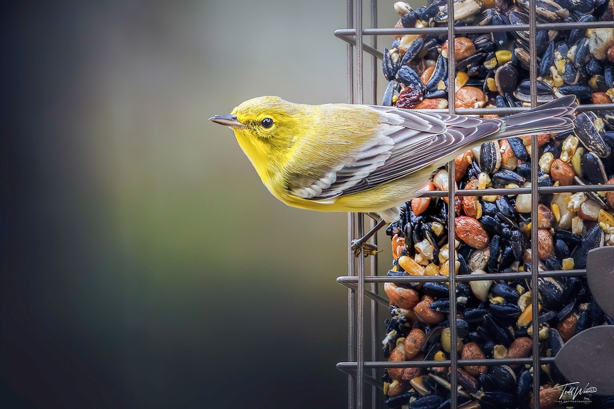 Pine Warbler - ML645698267