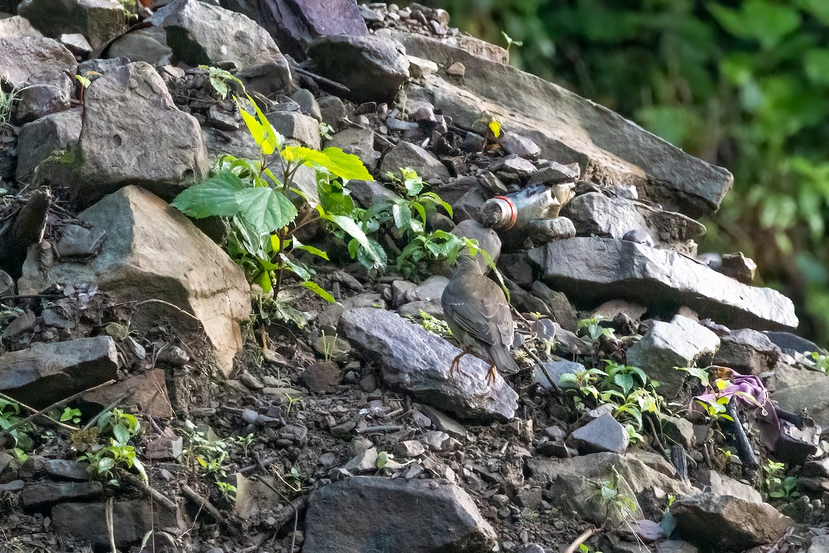 Eyebrowed Thrush - ML645698273