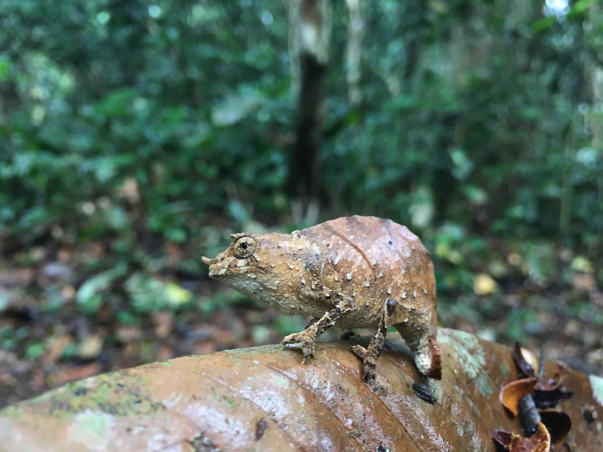 Spectral Pygmy Chameleon - ML645698282