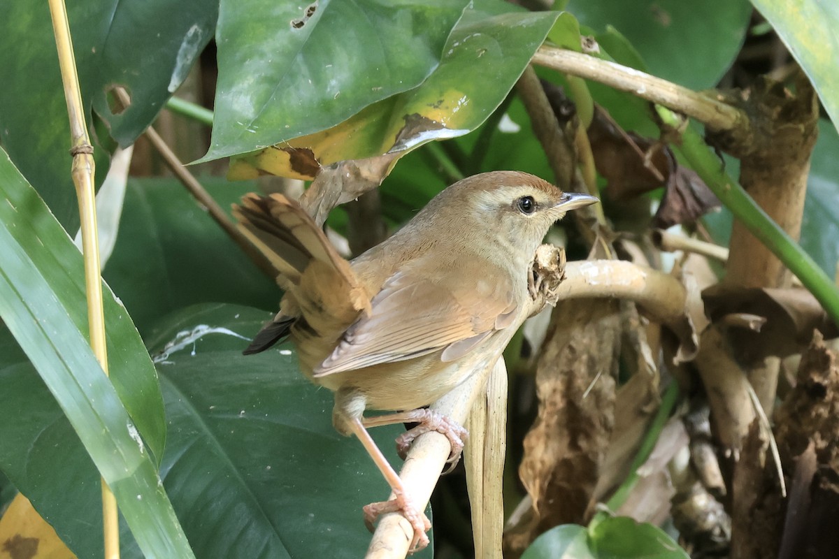 Manchurian Bush Warbler - ML645698284