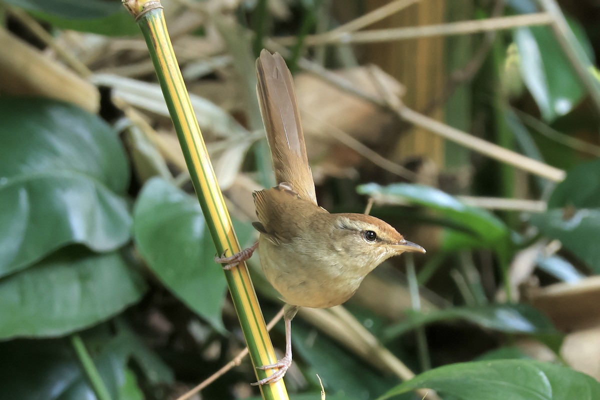 Manchurian Bush Warbler - ML645698285