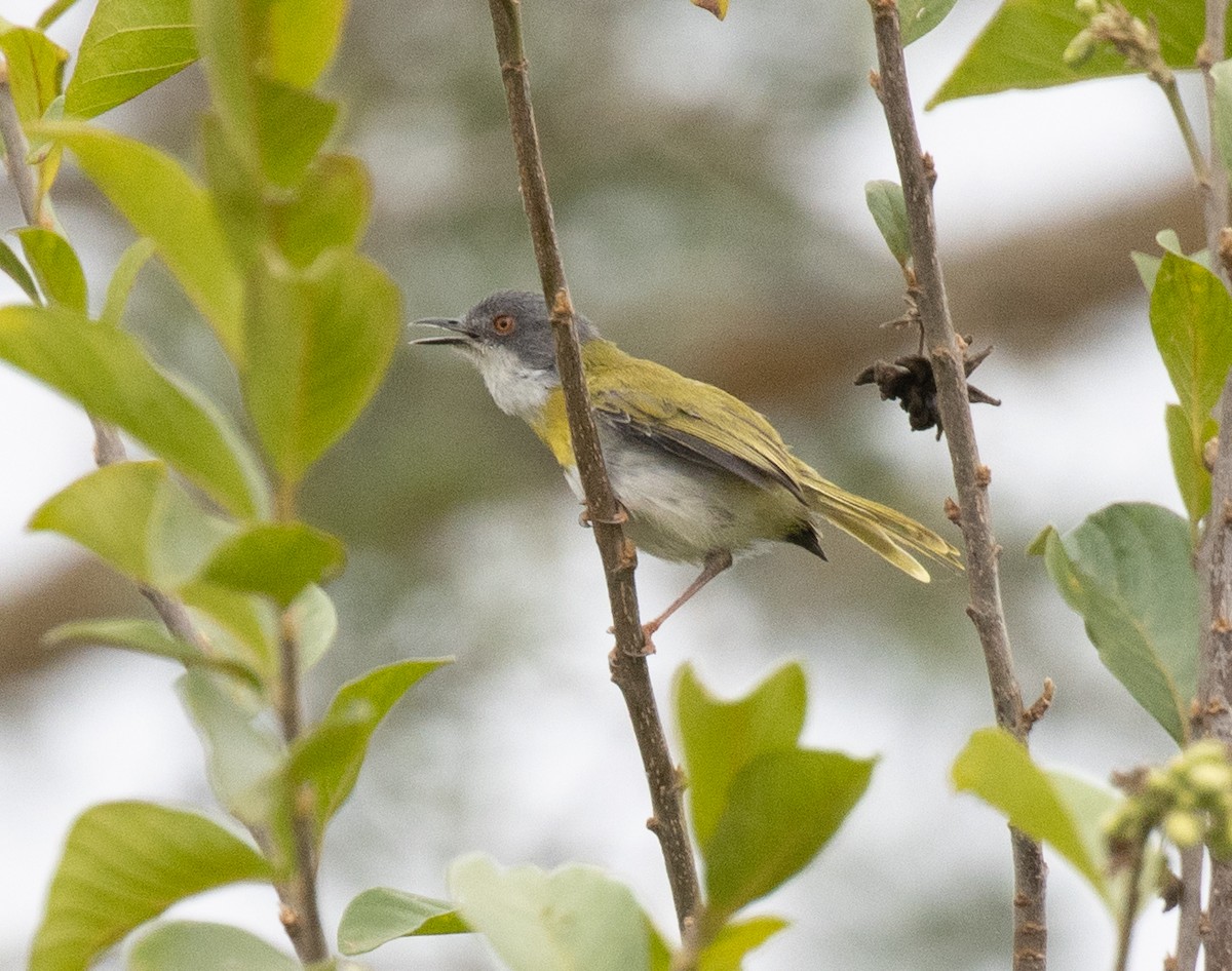 Yellow-breasted Apalis - ML645698286