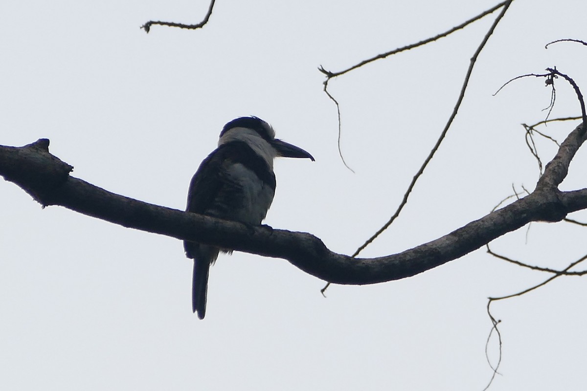 White-necked Puffbird - ML645698287