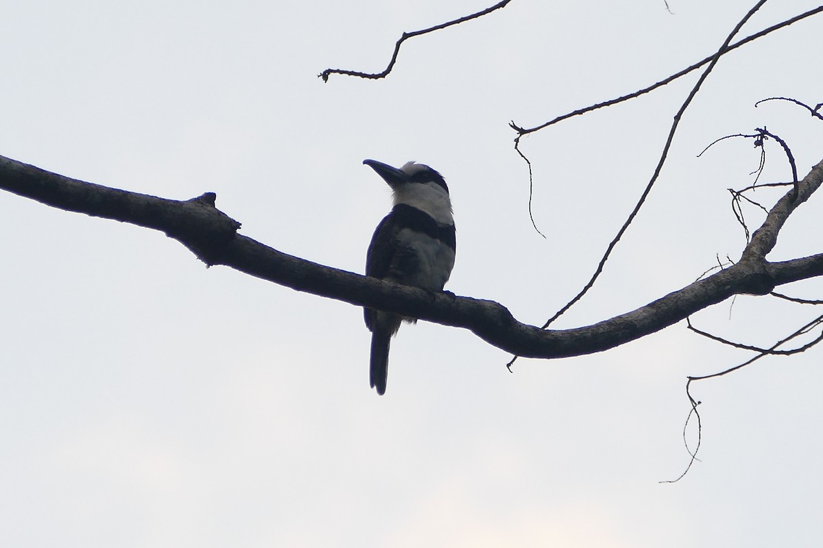 White-necked Puffbird - ML645698288