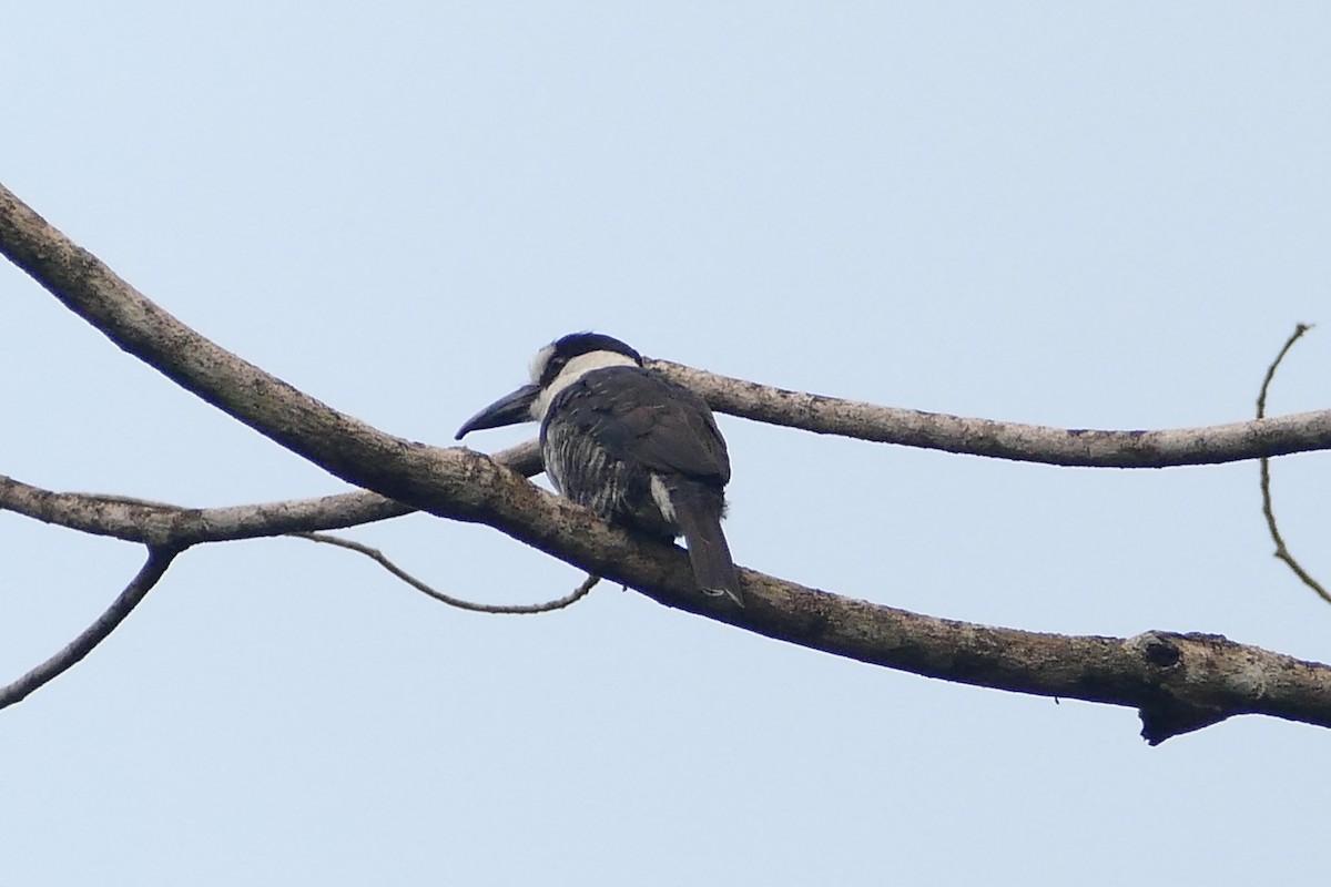 White-necked Puffbird - ML645698289
