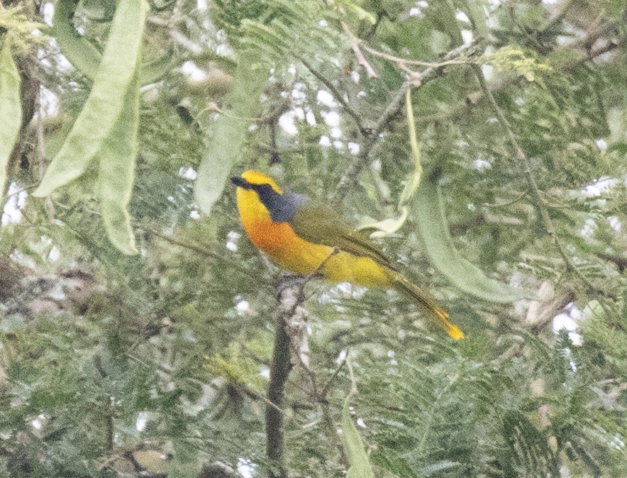 Sulphur-breasted Bushshrike - ML645698290