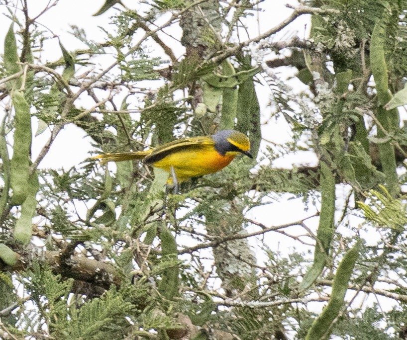 Sulphur-breasted Bushshrike - ML645698291