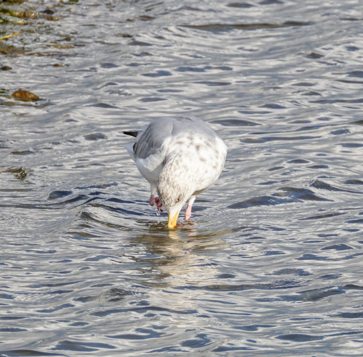 American Herring Gull - ML645698293
