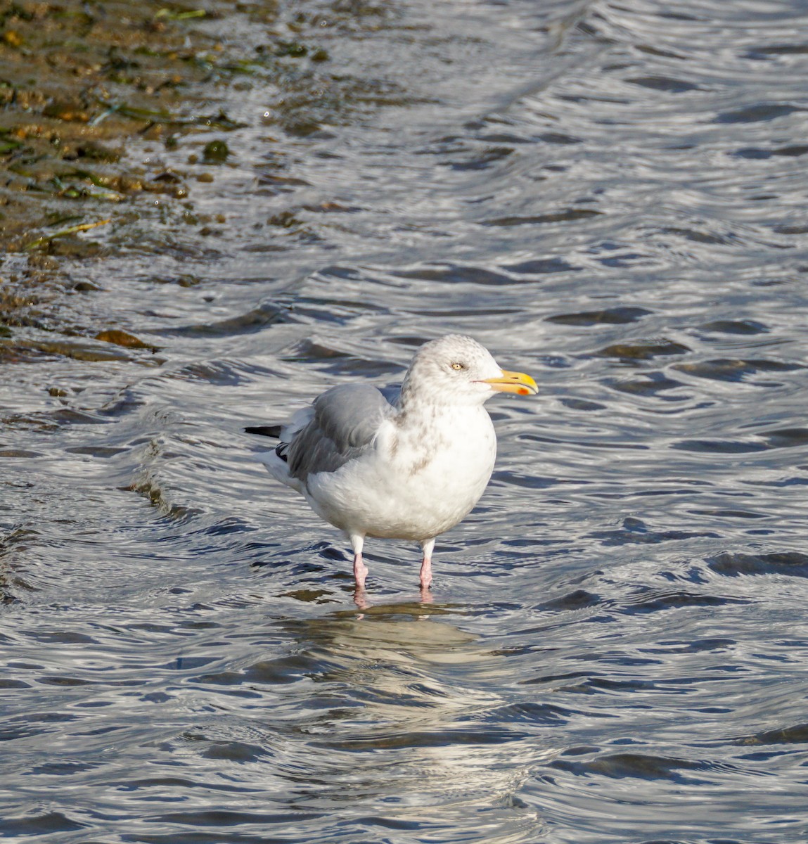 American Herring Gull - ML645698294