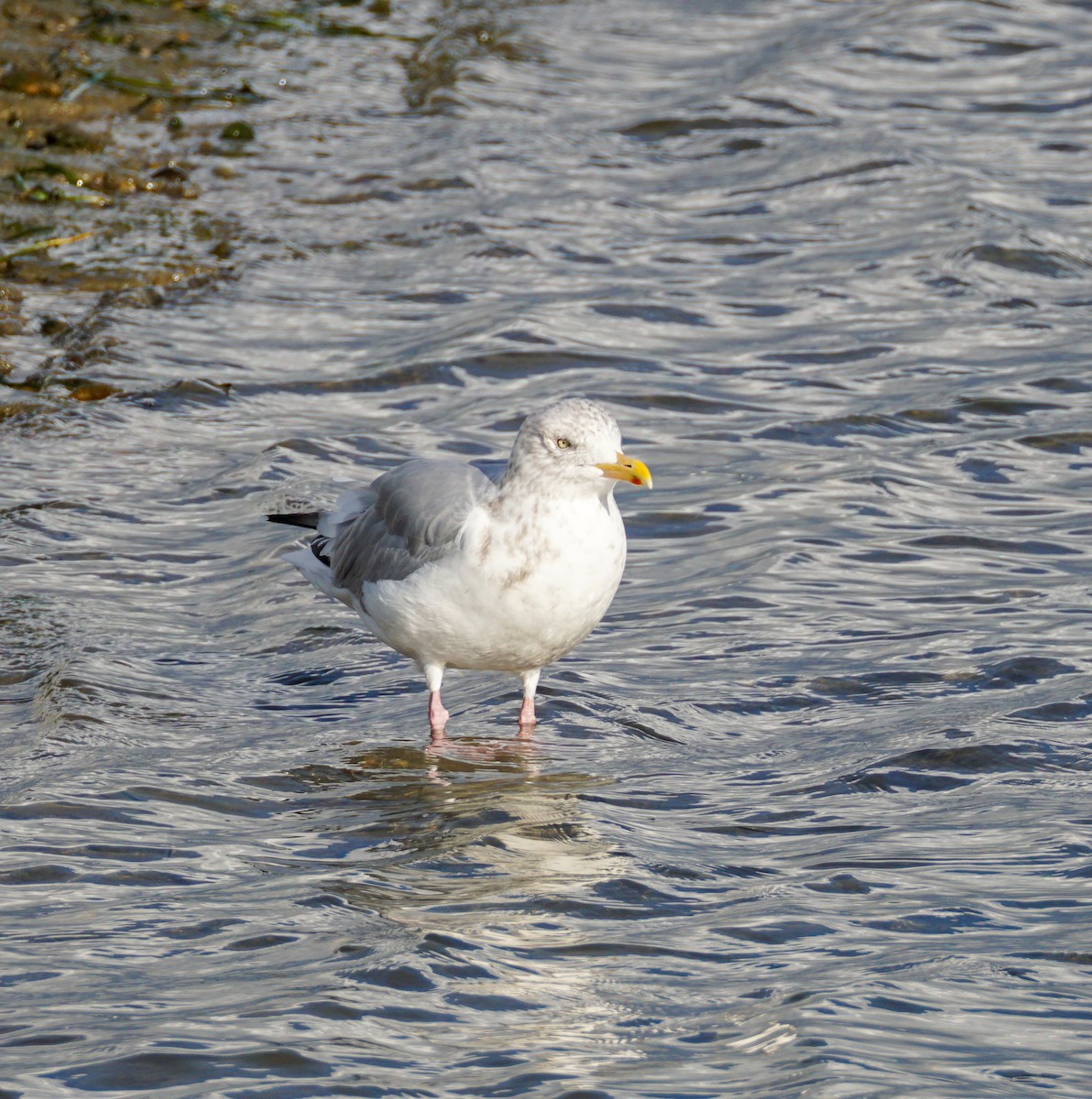 American Herring Gull - ML645698295