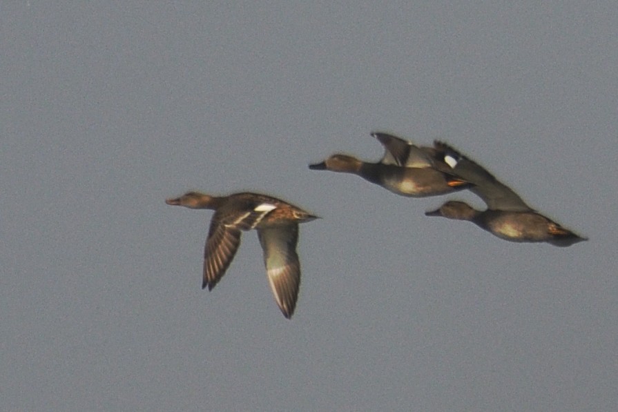 Gadwall - ML645698296