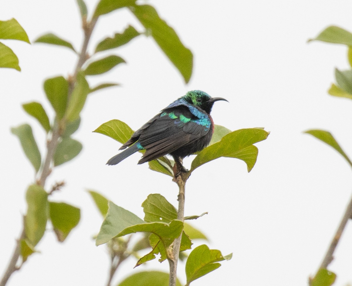 Marico Sunbird - ML645698297