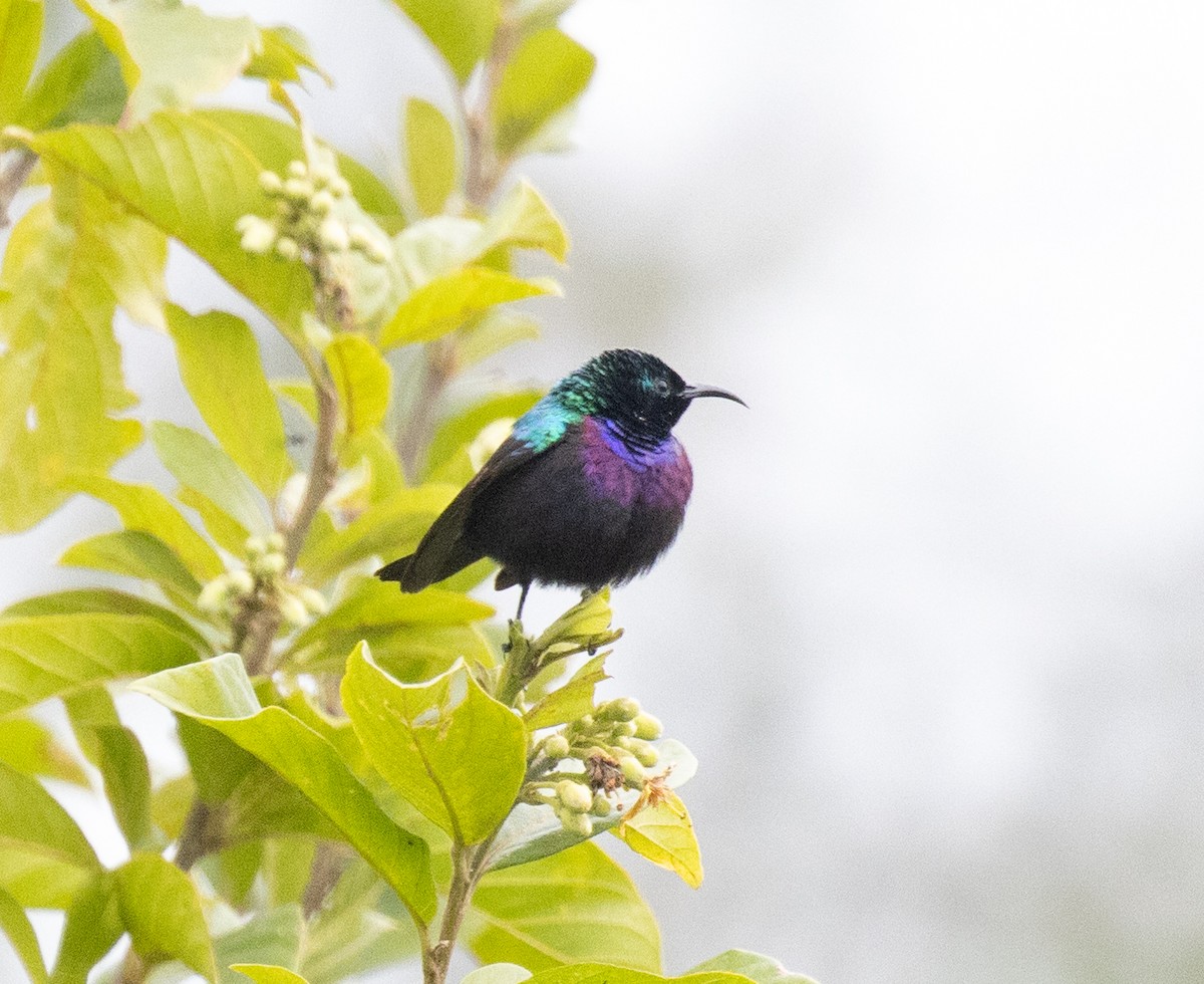 Marico Sunbird - ML645698298