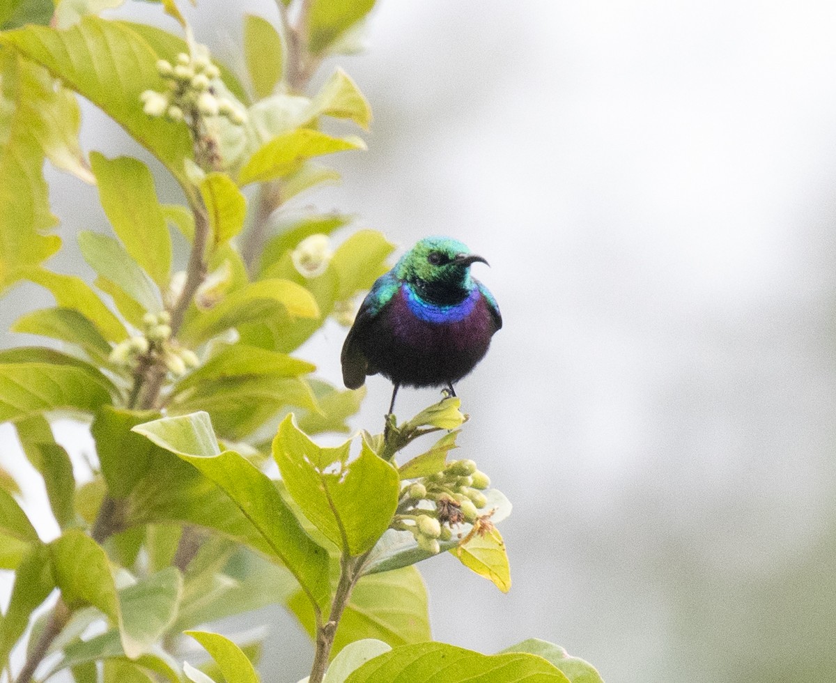 Marico Sunbird - ML645698299