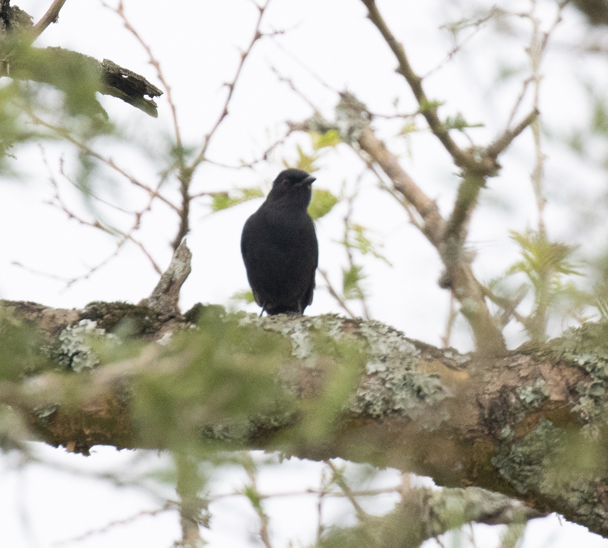 Northern Black-Flycatcher - ML645698300