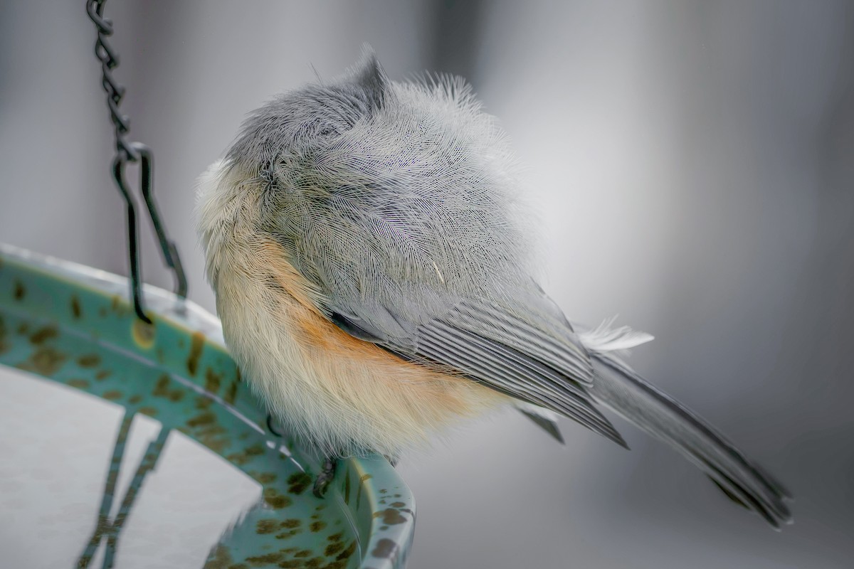 Tufted Titmouse - ML645698301