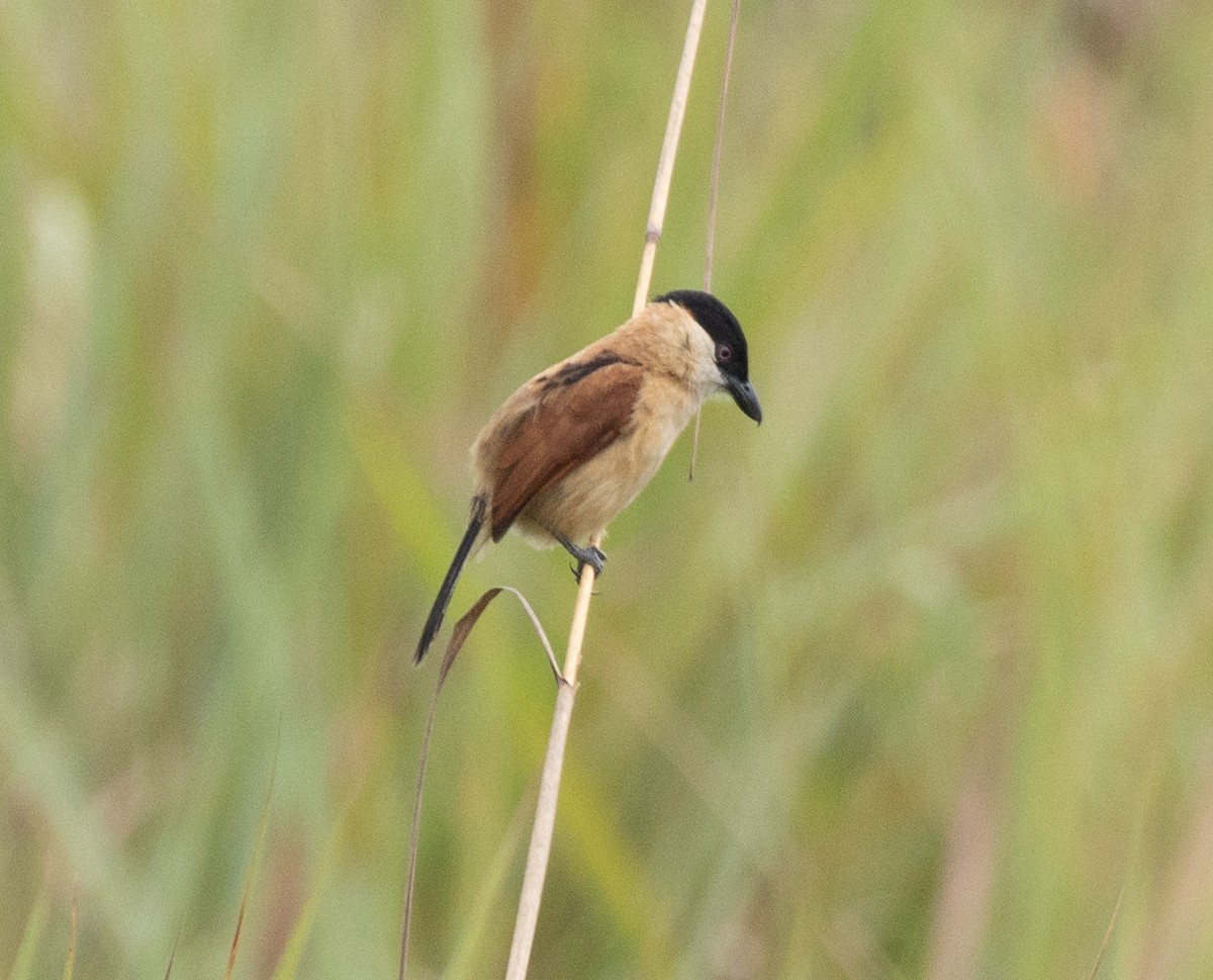 Marsh Tchagra (Marsh) - ML645698302