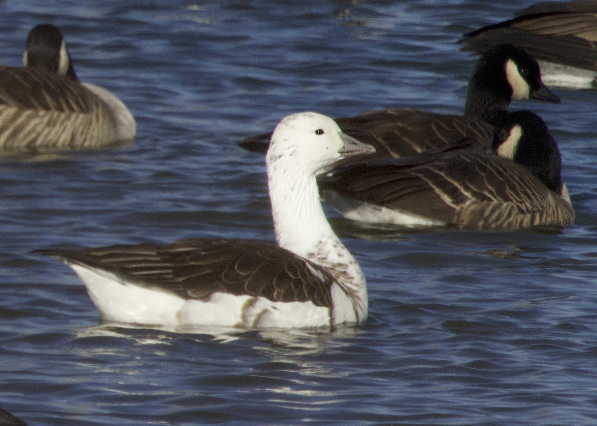Snow/Ross's x Cackling/Canada Goose (hybrid) - ML645698303