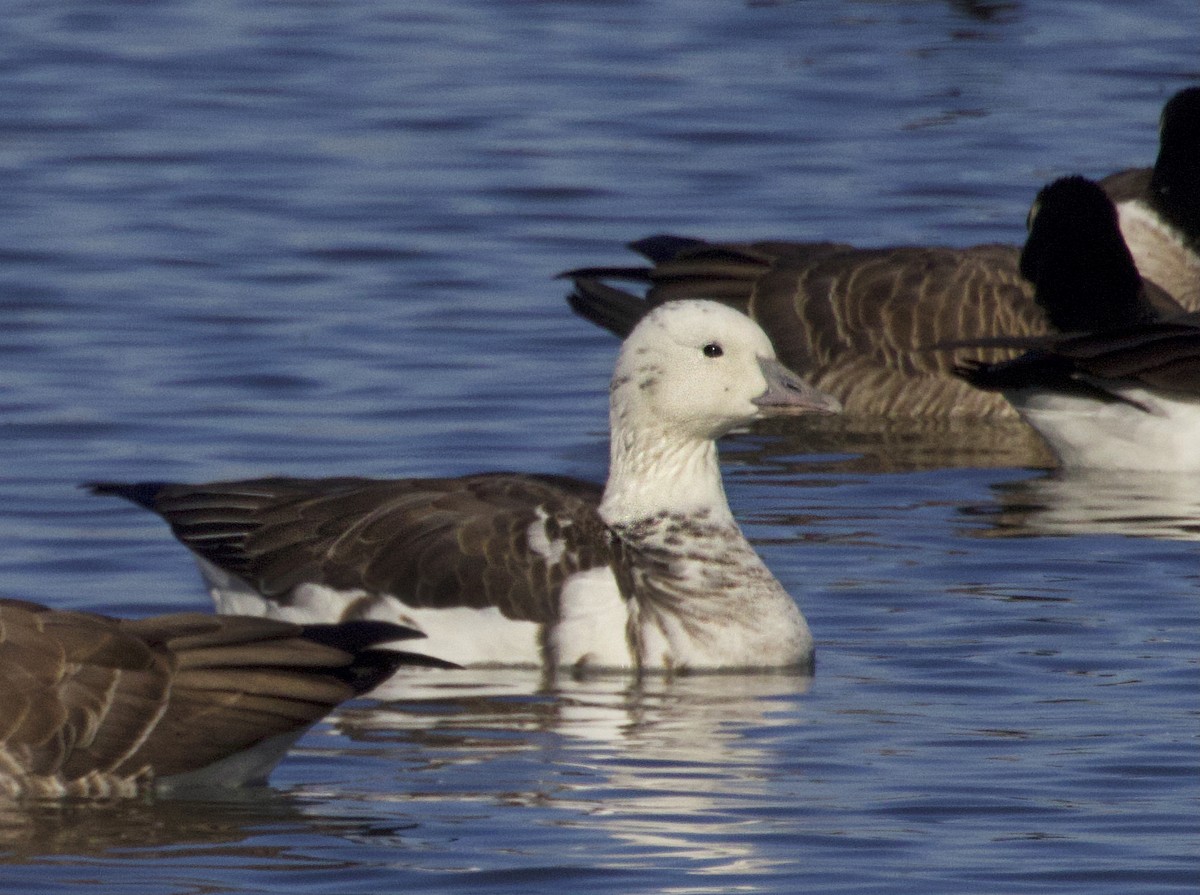 Snow/Ross's x Cackling/Canada Goose (hybrid) - ML645698304