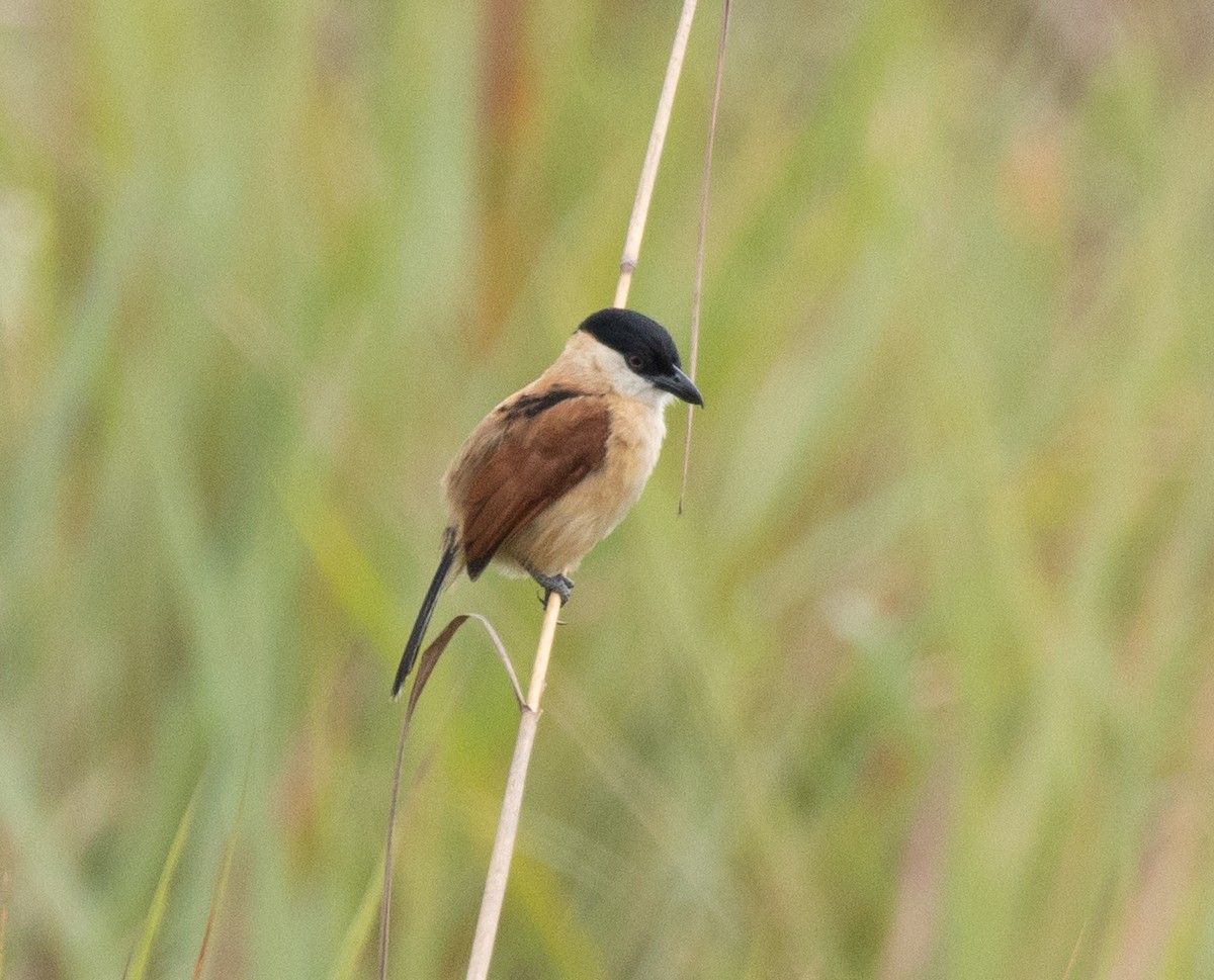 Marsh Tchagra (Marsh) - ML645698305