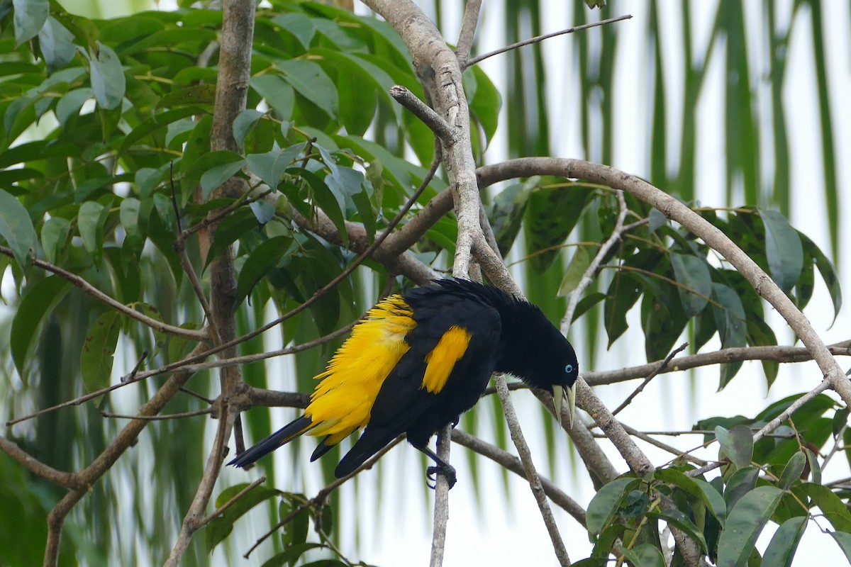 Yellow-rumped Cacique - ML645698306