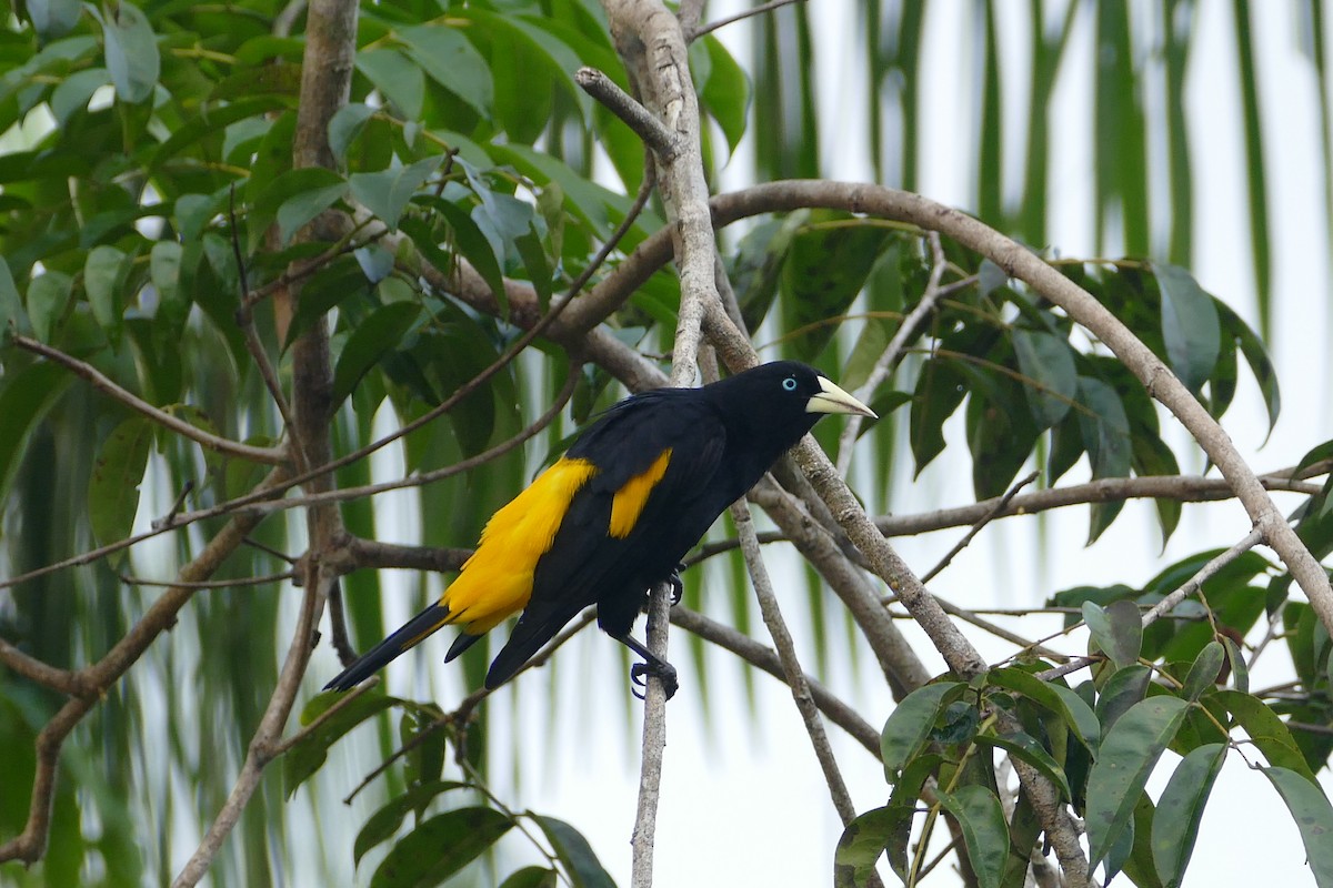 Yellow-rumped Cacique - ML645698307