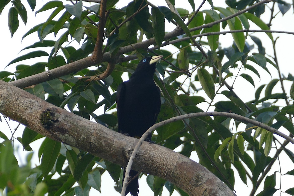Yellow-rumped Cacique - ML645698308