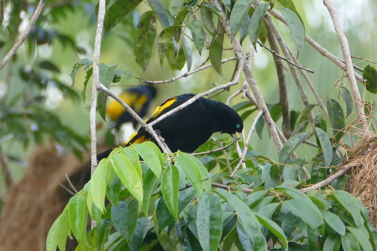 Yellow-rumped Cacique - ML645698309