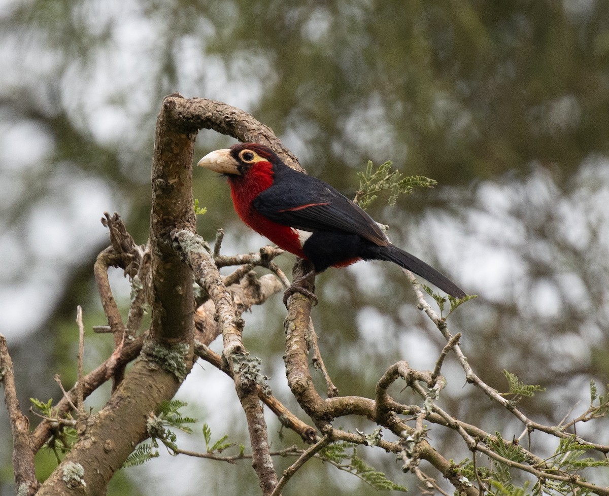 Double-toothed Barbet - ML645698310