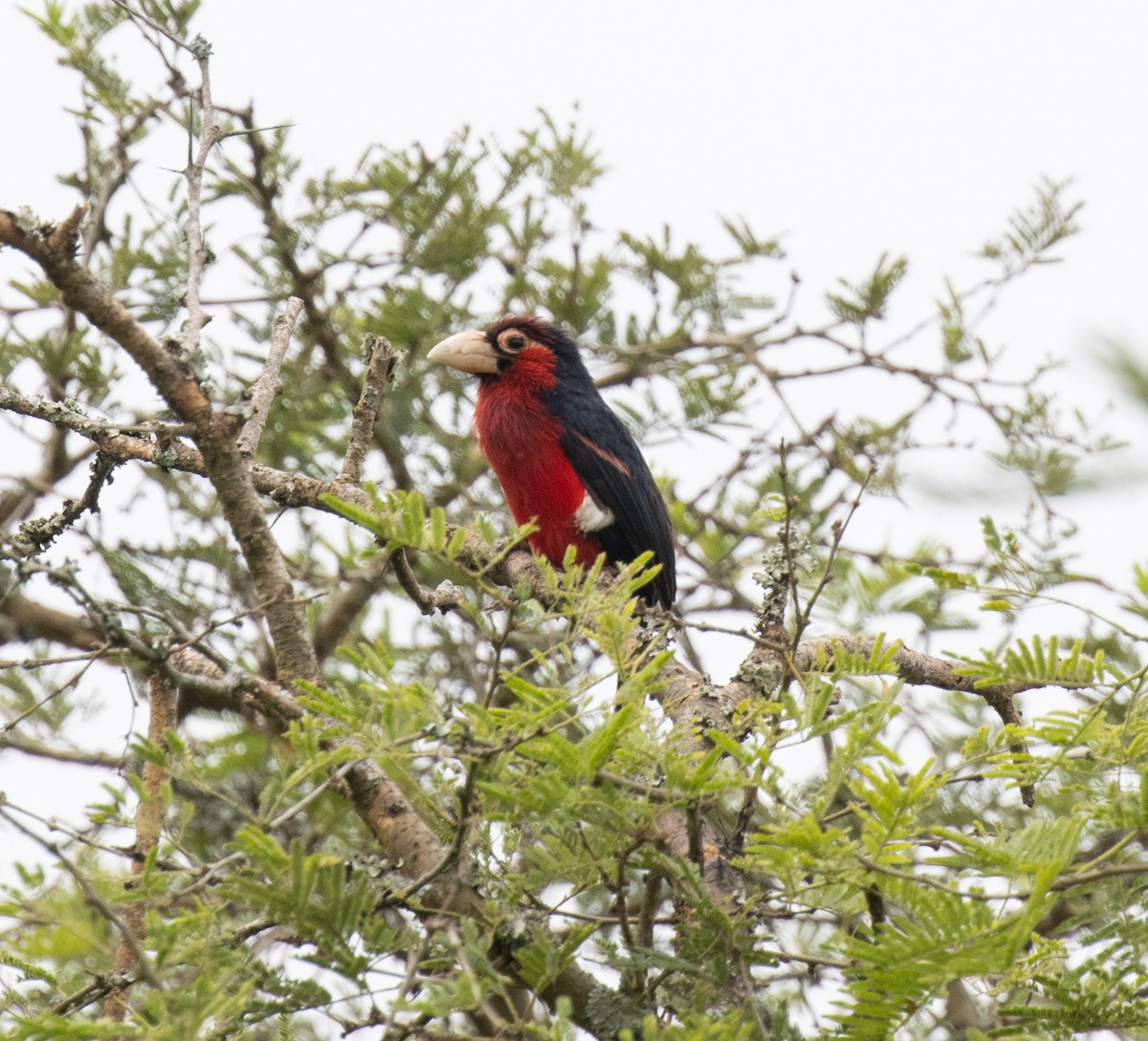Double-toothed Barbet - ML645698312