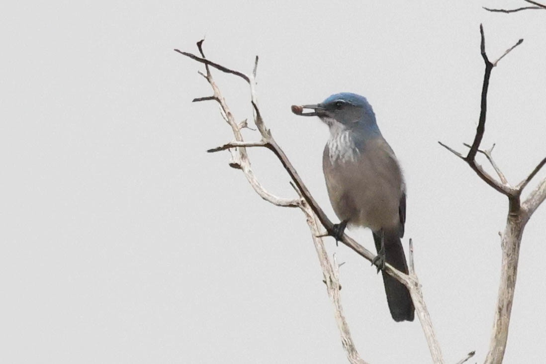 Woodhouse's Scrub-Jay - ML645698313