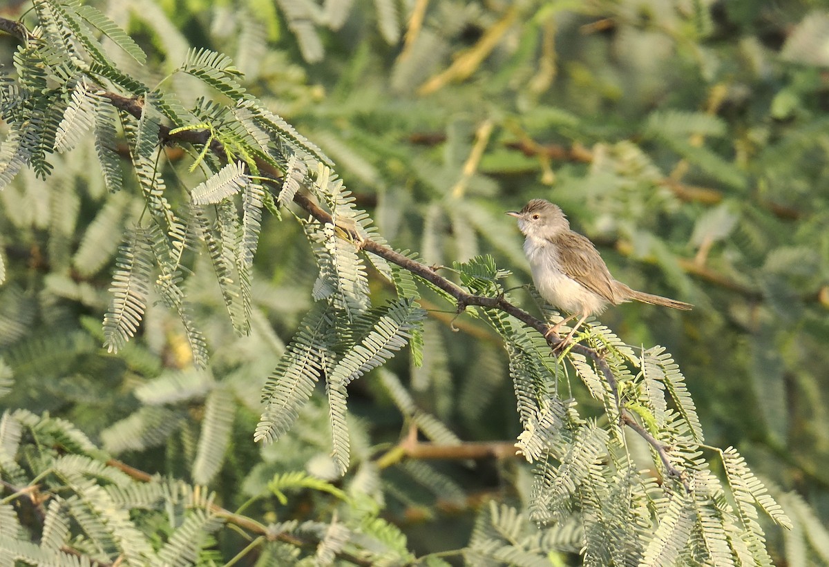 Graceful Prinia - ML645698315